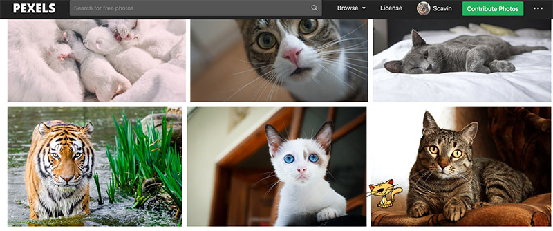 Pexels Cats - 吸猫、撸猫，这里管够 [Web/Chrome/Win/macOS] 2