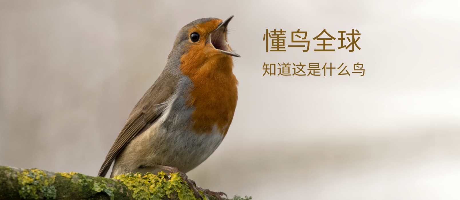 懂鸟全球 - 智能识别 10928 种鸟类名称[微信小程序/Web] 1